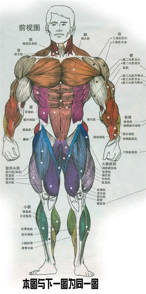 身体部位|适合所有人的解剖学课程 